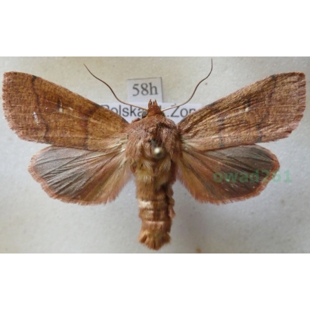 Mythimna turca (Linnaeus, 1761) Mokradlica miedzianka Czech58h